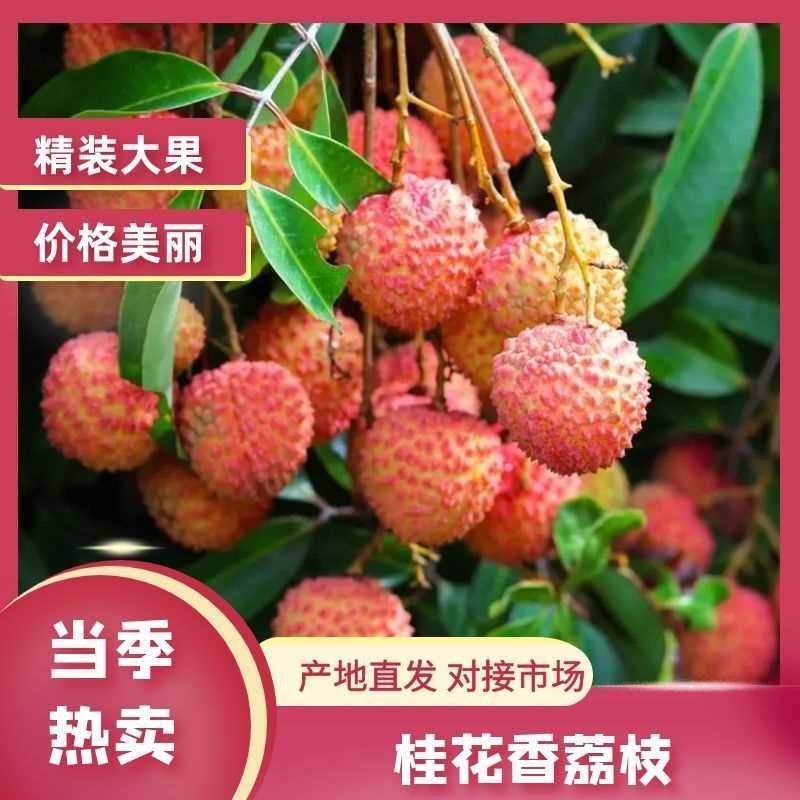 【实力商家】精品桂花香荔枝高端品质新鲜采摘对接电商