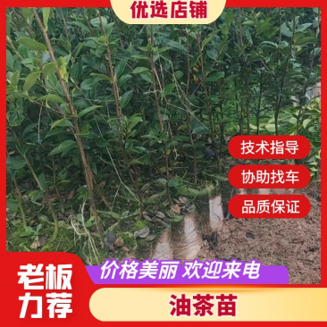 成活率高油茶苗，各种规格齐全品质保障欢迎下单