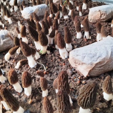 羊肚菌