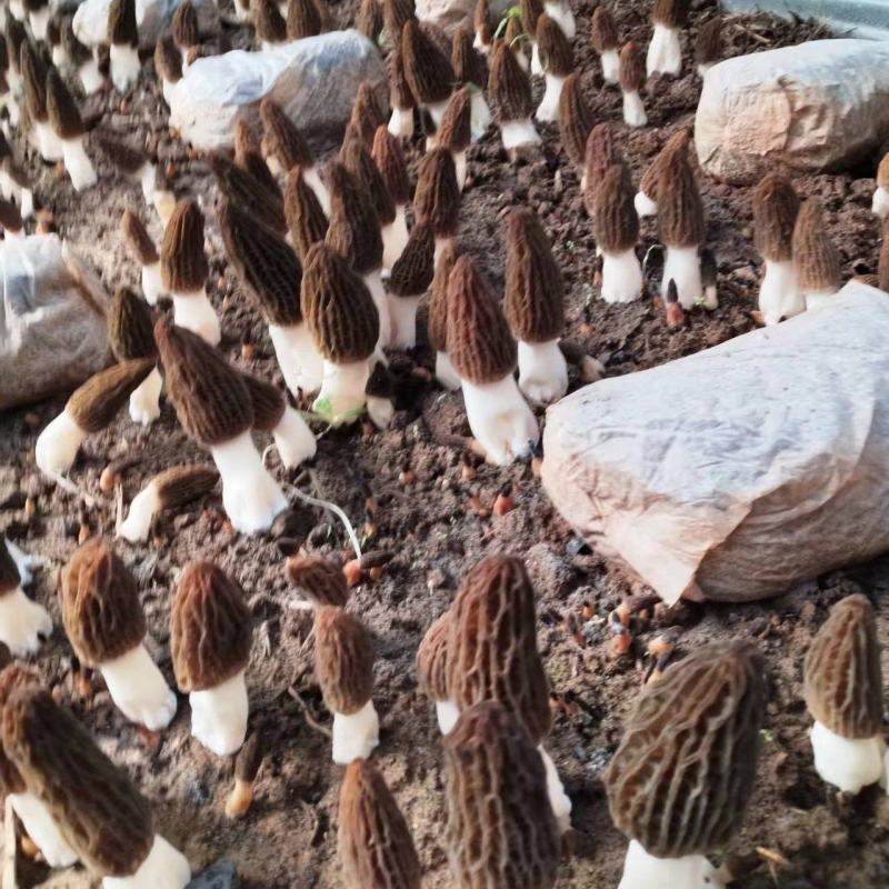 羊肚菌