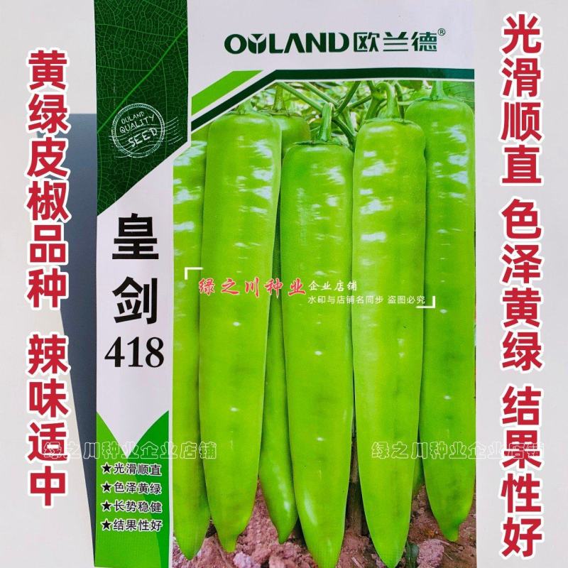 欧兰德黄绿皮尖椒种子皇剑418辣椒种子辣味中辣耐低温好