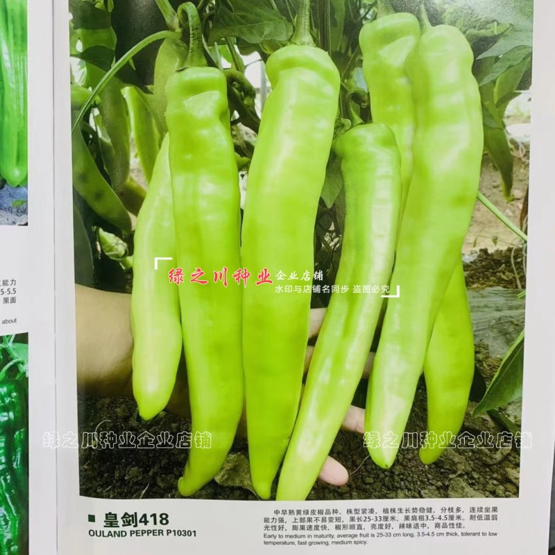 欧兰德黄绿皮尖椒种子皇剑418辣椒种子辣味中辣耐低温好