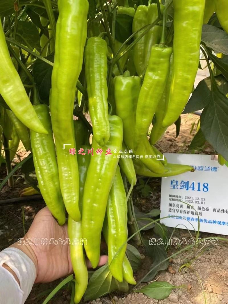 欧兰德黄绿皮尖椒种子皇剑418辣椒种子辣味中辣耐低温好