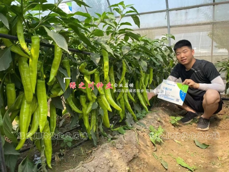 欧兰德黄绿皮尖椒种子皇剑418辣椒种子辣味中辣耐低温好