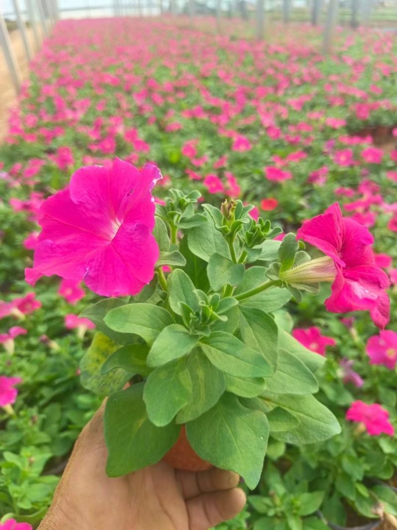 矮牵牛杯苗绿化牵牛小杯牵牛双色杯牵牛量大从优欢迎咨询