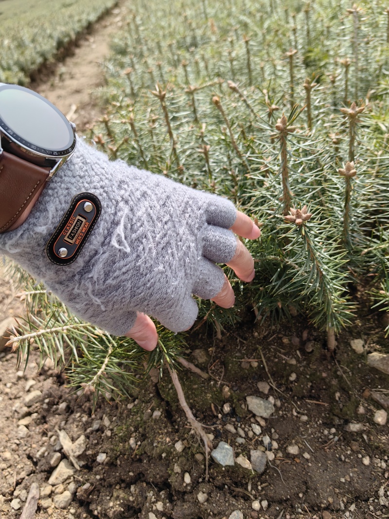 冷杉，云杉，红豆杉，蓝杉小苗杯苗定植苖，规格全活率高