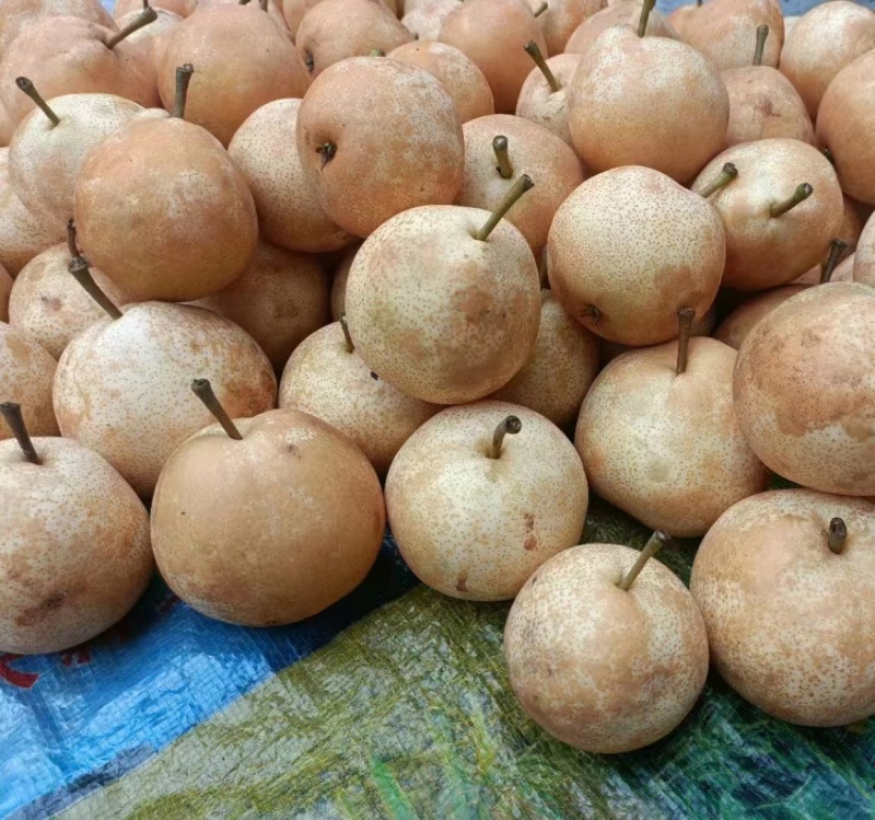 药梨膏