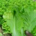生菜意大利生菜