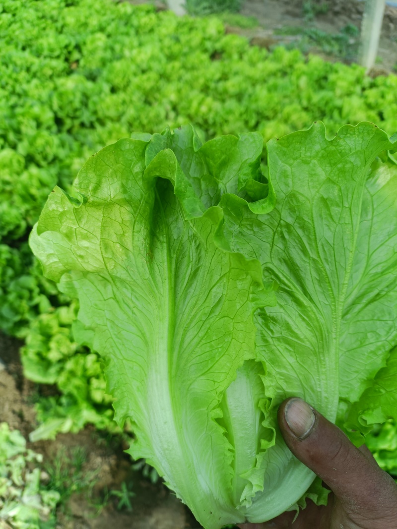 生菜意大利生菜