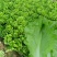 生菜意大利生菜
