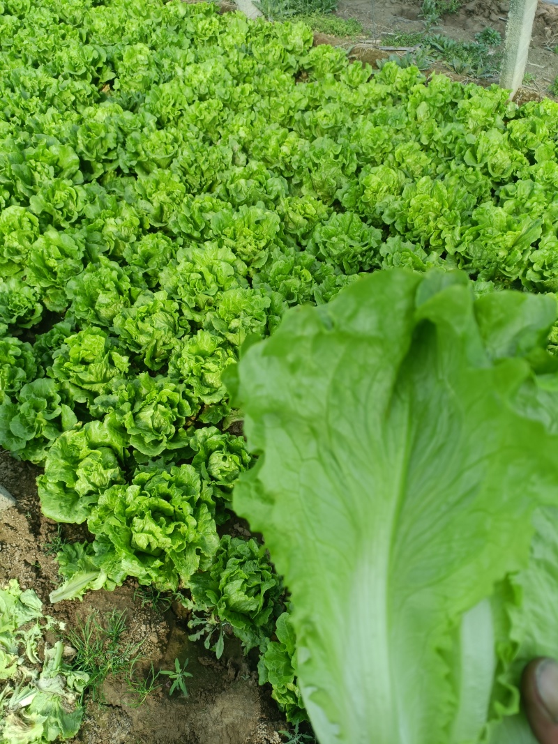 生菜意大利生菜