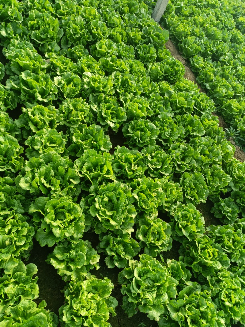 生菜意大利生菜