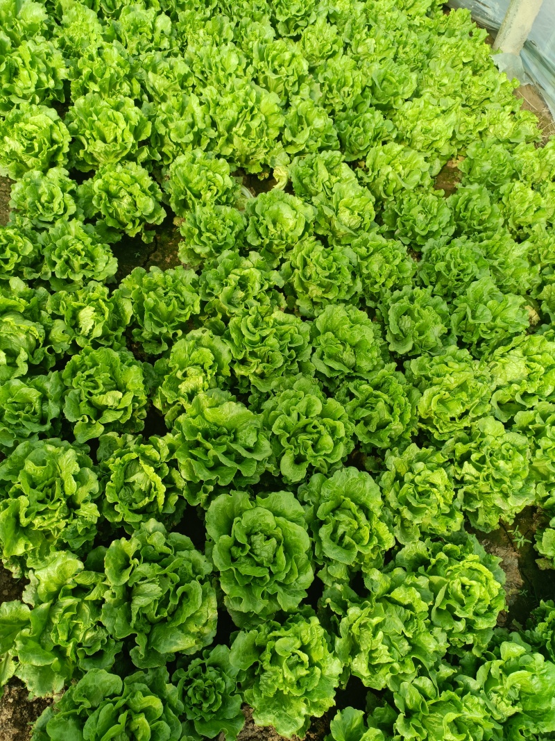 生菜意大利生菜