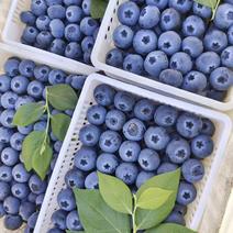 山东蓝莓暖棚蓝莓瑞卡L25薄雾蓝莓产地一手货