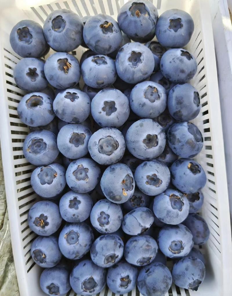 蓝莓奥尼尔蓝莓基地直供货源充足品质保证量大从优