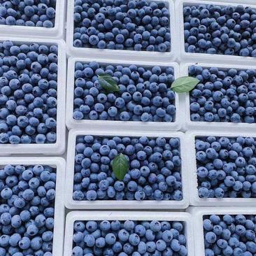 蓝莓奥尼尔蓝莓基地直供货源充足品质保证量大从优