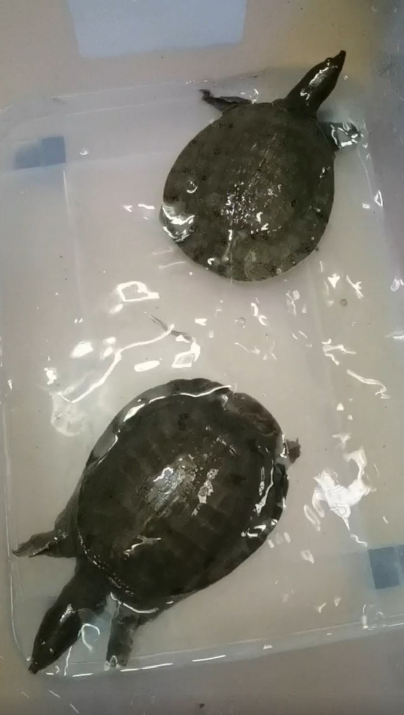 甲鱼