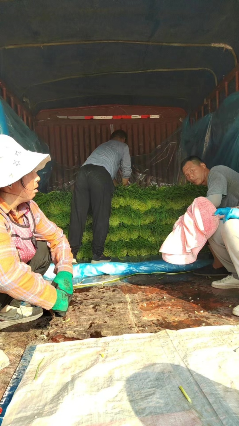 【精品红帽蒜苔】产地代收代发，一条龙服务，品质保证