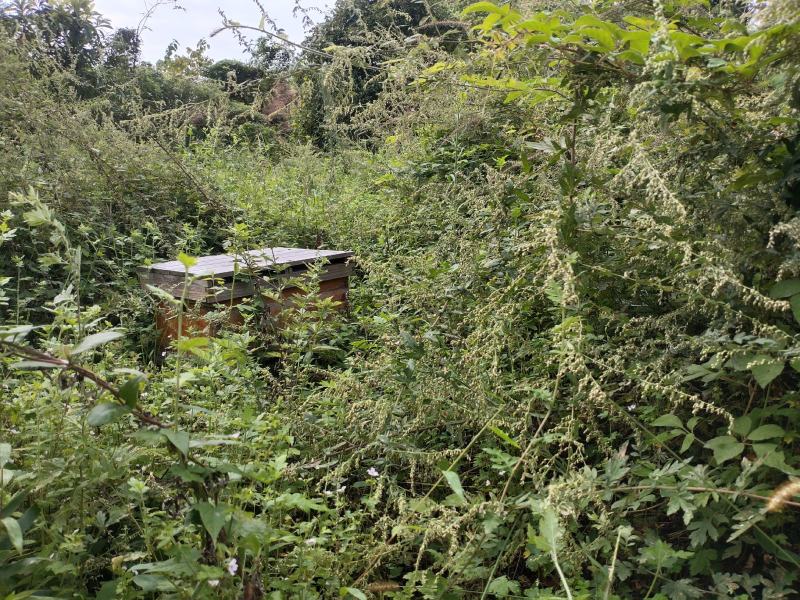 土蜂蜜龙泉驿区山泉镇红花村轩轩家庭农场大山仿野生土蜂蜜
