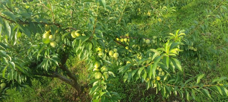 粉黛脆李
