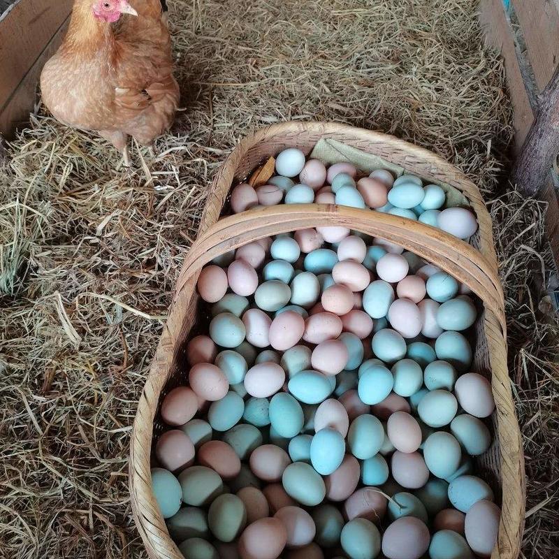 高原散养土鸡蛋