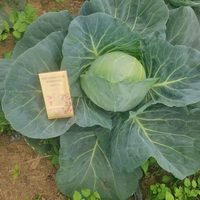 我方公司大量供应甘蓝