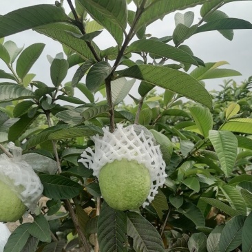 西瓜红红心芭乐，红心番石榴，大量长期供应货量，欢迎来采购