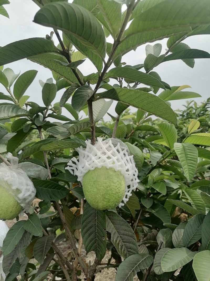 西瓜红红心芭乐，红心番石榴，大量长期供应货量，欢迎来采购