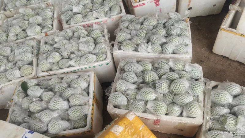 西瓜红红心芭乐，红心番石榴，大量长期供应货量，欢迎来采购