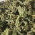 【桑叶】1000克统装实物拍摄量大从优