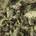 【桑叶】1000克统装实物拍摄量大从优