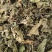 【桑叶】1000克统装实物拍摄量大从优