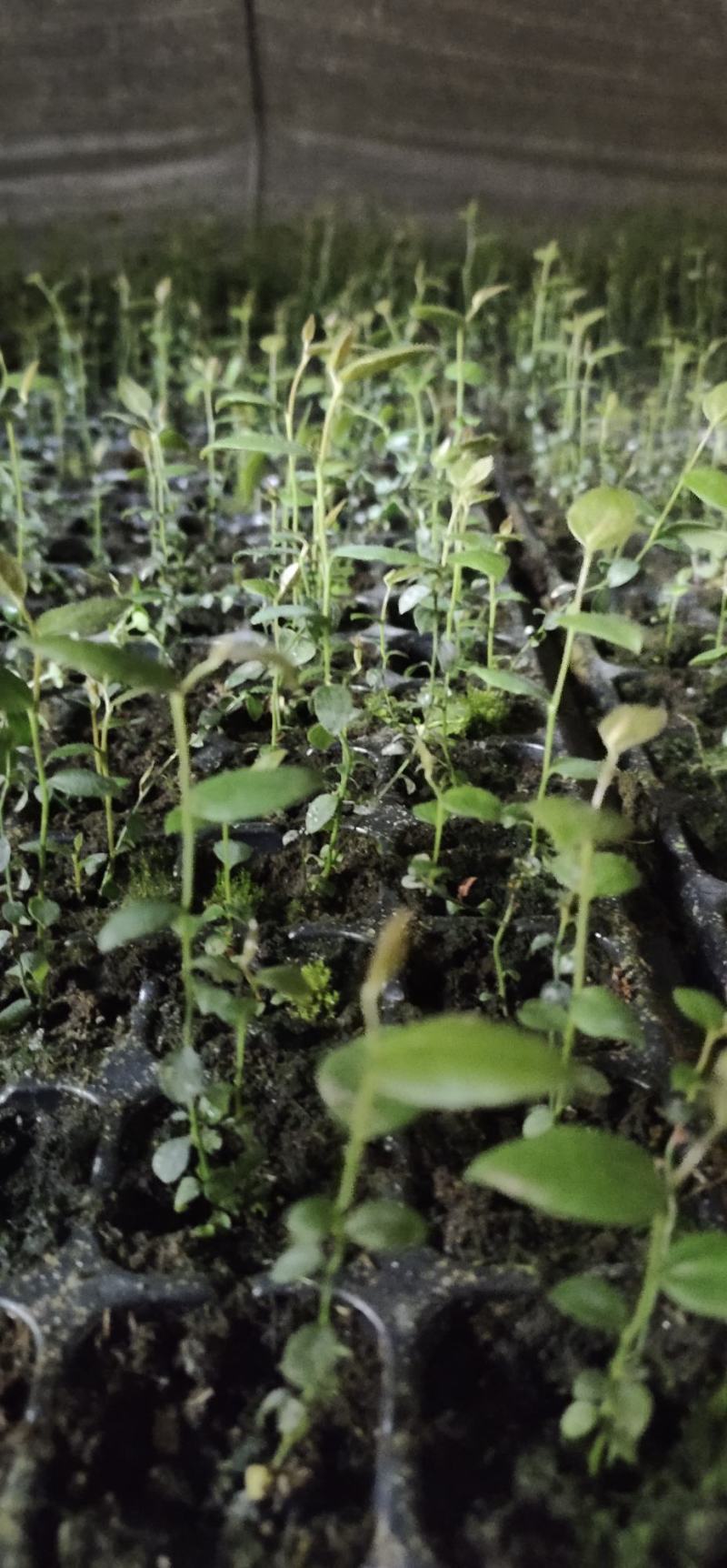 蓝莓组培，苔藓苗，瓶苗，基地直销常年批发，各种热销品种