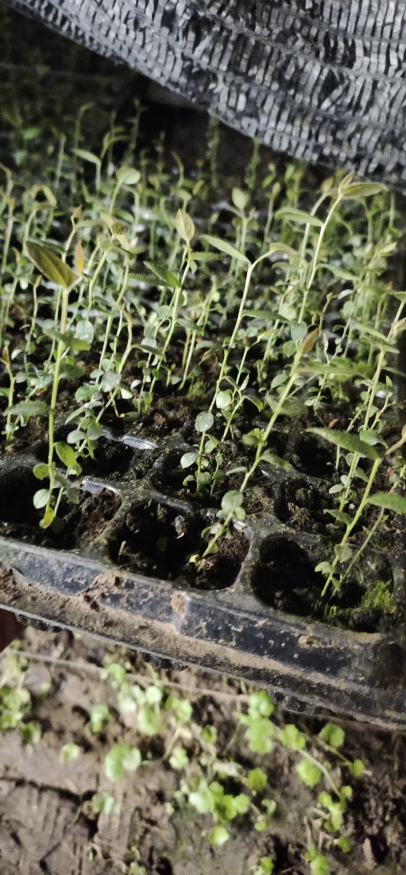 蓝莓组培，苔藓苗，瓶苗，基地直销常年批发，各种热销品种