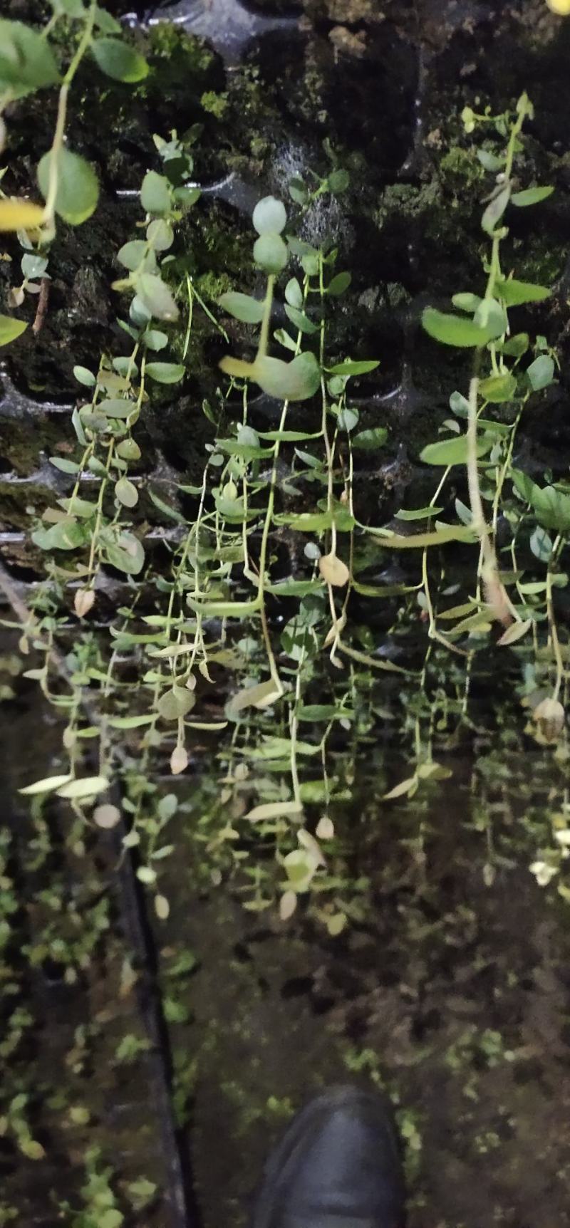 蓝莓组培，苔藓苗，瓶苗，基地直销常年批发，各种热销品种
