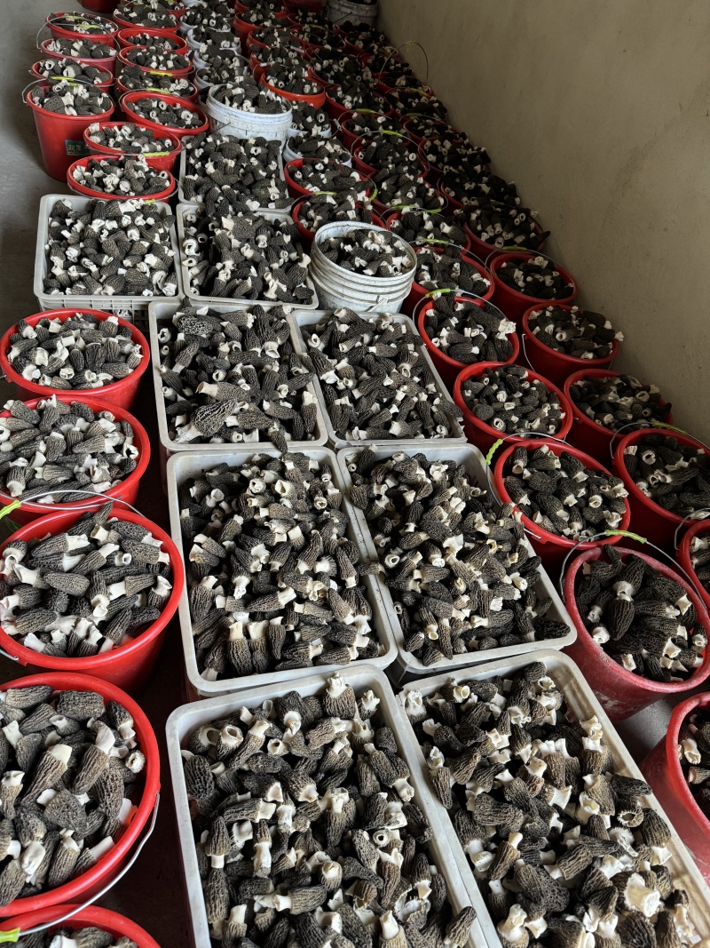 2024年头茬羊肚菌已上市！