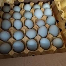 精品乌鸡蛋，养殖场一年四季大量供应