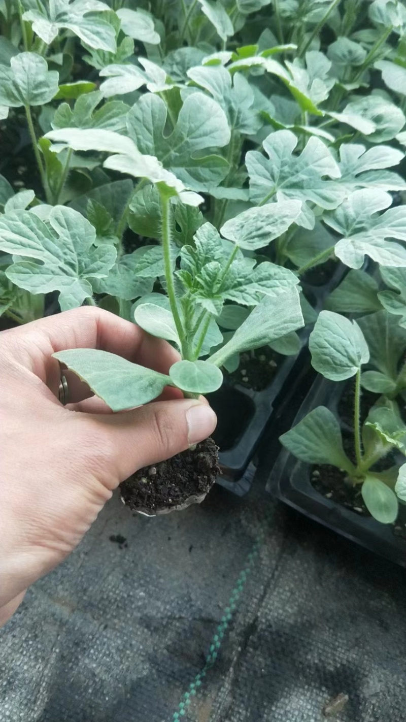 主营：西甜瓜苗及各种蔬菜苗！