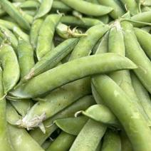 自种大白豌豆，新鲜得很，质量保证，大量现货