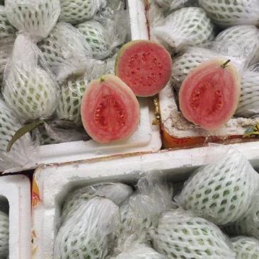 番石榴，西瓜红，红心芭乐，大量长期可以供应货