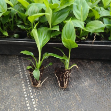 白掌穴盘苗室内净化空气观叶观花水培绿植一帆风顺盆栽苗