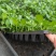 白掌穴盘苗室内净化空气观叶观花水培绿植一帆风顺盆栽苗