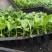 白掌穴盘苗室内净化空气观叶观花水培绿植一帆风顺盆栽苗