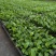 白掌穴盘苗室内净化空气观叶观花水培绿植一帆风顺盆栽苗