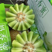 玉姑河南滑县万亩甜瓜，供应各大批发市场，商超以及电商平台