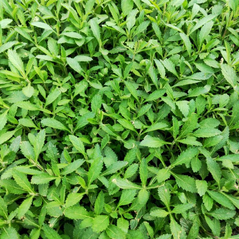 金娃娃萱草马鞭草，基地种植，大量有货，量大质优，欢迎采购！
