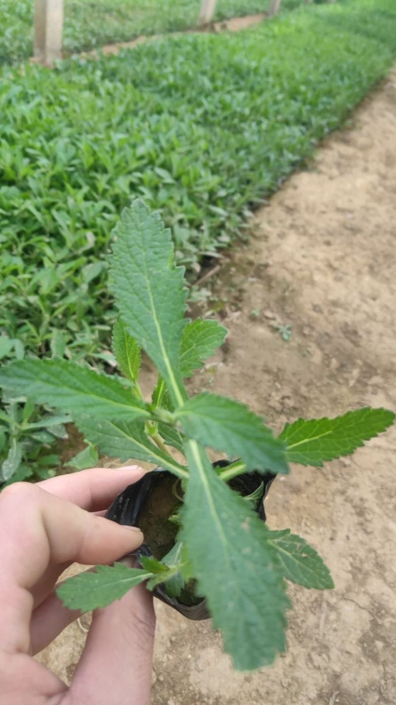 金娃娃萱草马鞭草，基地种植，大量有货，量大质优，欢迎采购！