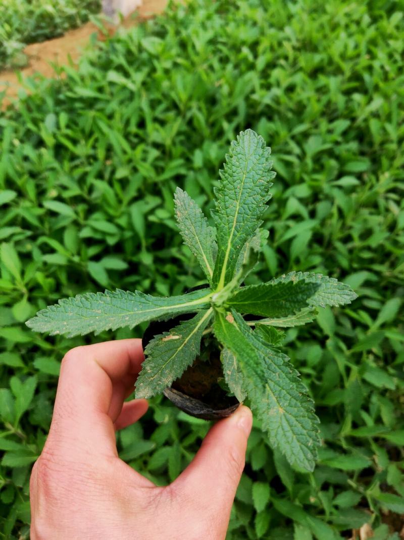 金娃娃萱草马鞭草，基地种植，大量有货，量大质优，欢迎采购！