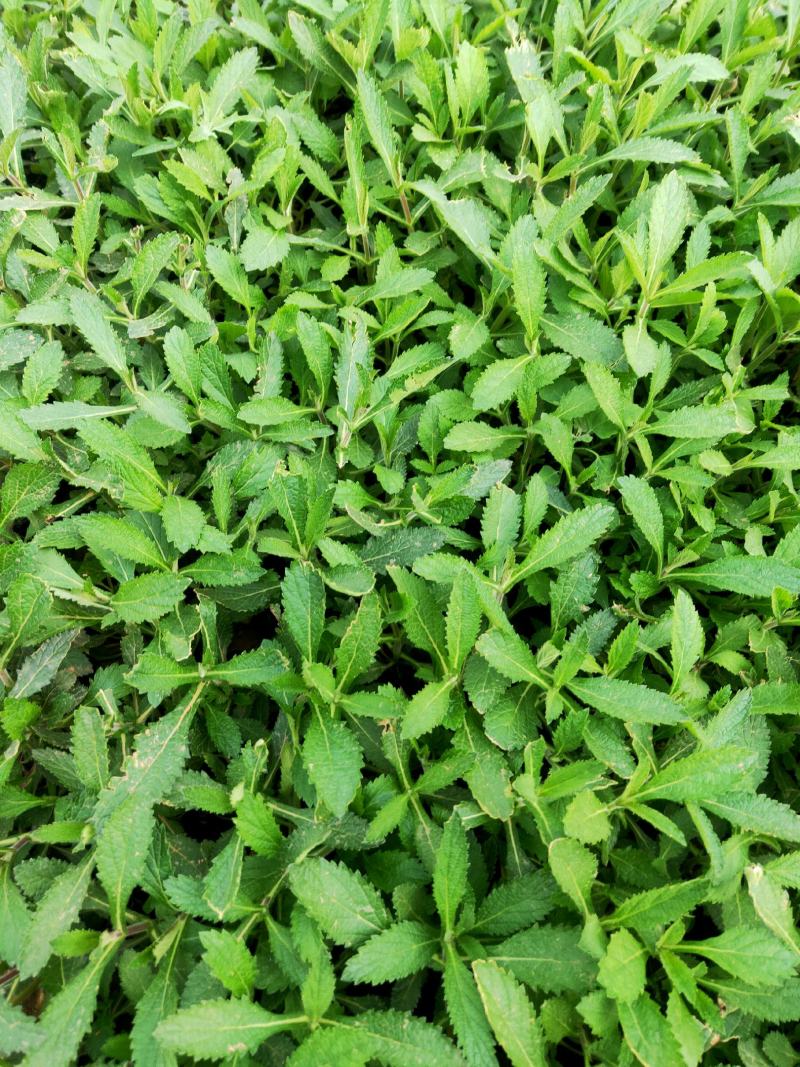 金娃娃萱草马鞭草，基地种植，大量有货，量大质优，欢迎采购！