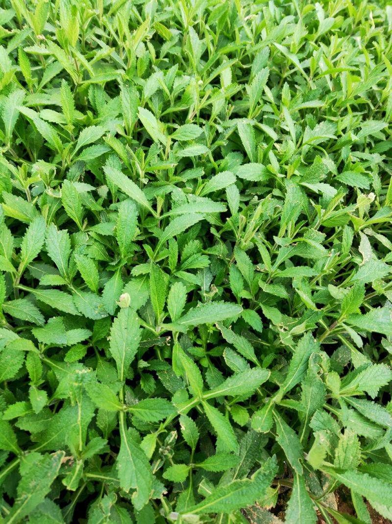 金娃娃萱草马鞭草，基地种植，大量有货，量大质优，欢迎采购！